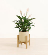 Load image into Gallery viewer, Almond Green stand:light