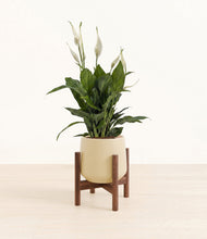 Lade das Bild in den Galerie-Viewer, Almond Green stand:walnut