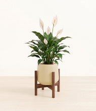 Load image into Gallery viewer, Almond Green stand:dark