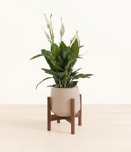 Lade das Bild in den Galerie-Viewer, Eternal Gray stand:walnut