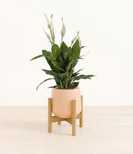Lade das Bild in den Galerie-Viewer, Gentle Pink stand:bamboo
