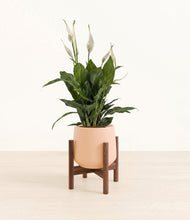 Lade das Bild in den Galerie-Viewer, Gentle Pink stand:walnut