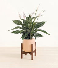 Load image into Gallery viewer, Gentle Pink stand:walnut