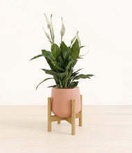 Lade das Bild in den Galerie-Viewer, Calm Rose stand:bamboo