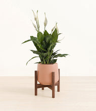 Lade das Bild in den Galerie-Viewer, Calm Rose stand:walnut