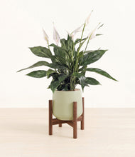 Load image into Gallery viewer, Turquoise stand:walnut