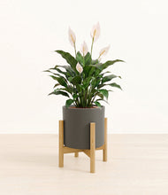 Load image into Gallery viewer, Dark Olive stand:light