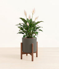 Load image into Gallery viewer, Dark Olive stand:dark