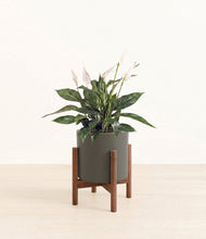 Load image into Gallery viewer, Dark Olive stand:walnut