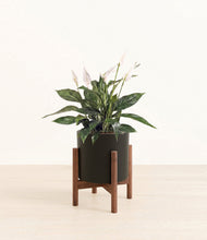 Load image into Gallery viewer, Black stand:walnut