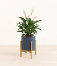 Load image into Gallery viewer, Deep Navy stand:light