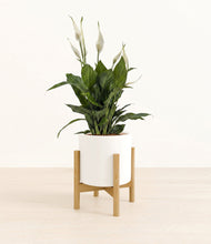 Load image into Gallery viewer, White stand:bamboo