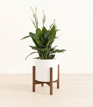 Load image into Gallery viewer, White stand:walnut