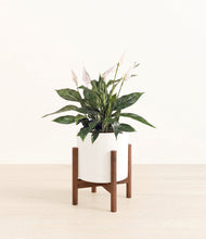 Load image into Gallery viewer, White stand:walnut