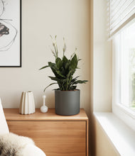 Load image into Gallery viewer, Dark Olive
