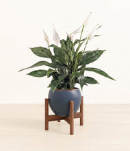 Load image into Gallery viewer, Deep Navy stand:walnut