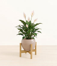 Charger l'image dans la galerie, Desert Brown stand:light