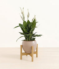 Load image into Gallery viewer, Desert Brown stand:bamboo