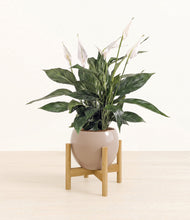 Load image into Gallery viewer, Desert Brown stand:bamboo