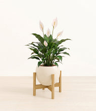 Charger l'image dans la galerie, Shiny EggWhite stand:light