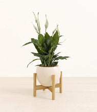 Load image into Gallery viewer, Shiny EggWhite stand:bamboo