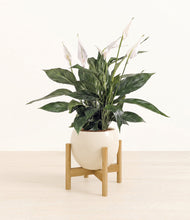 Load image into Gallery viewer, Shiny EggWhite stand:bamboo