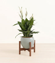 Load image into Gallery viewer, Deep Ocean stand:walnut