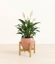 Charger l'image dans la galerie, Calm Rose stand:light