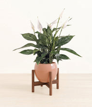 Load image into Gallery viewer, Calm Rose stand:walnut