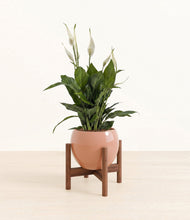 Load image into Gallery viewer, Calm Rose stand:walnut