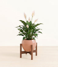 Charger l'image dans la galerie, Calm Rose stand:dark