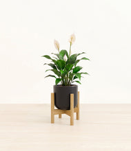 Charger l'image dans la galerie, Stone Black stand:light