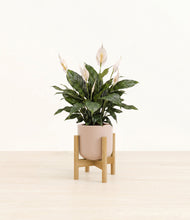 Load image into Gallery viewer, Sandy Pink stand:bamboo