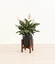 Load image into Gallery viewer, Stone Black stand:walnut