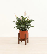 Load image into Gallery viewer, Glossy Red stand:walnut
