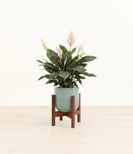 Load image into Gallery viewer, Reactive Aqua stand:walnut