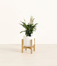 Lade das Bild in den Galerie-Viewer, White stand:bamboo