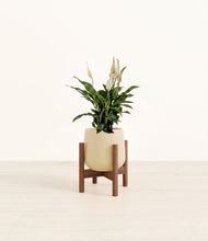 Lade das Bild in den Galerie-Viewer, Almond Green stand:walnut