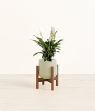 Lade das Bild in den Galerie-Viewer, Turquoise stand:walnut