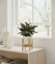 Load image into Gallery viewer, Cotton White stand:walnut