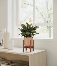 Load image into Gallery viewer, Glossy Pink stand:walnut