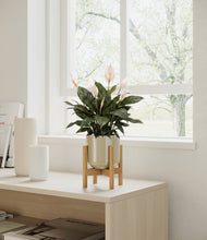 Load image into Gallery viewer, Sage Green stand:all