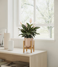 Load image into Gallery viewer, Sandy Pink stand:all