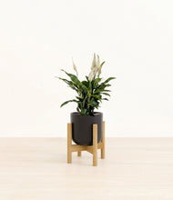 Lade das Bild in den Galerie-Viewer, Stone Black stand:bamboo