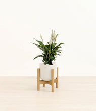 Lade das Bild in den Galerie-Viewer, Cotton White stand:bamboo