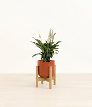 Lade das Bild in den Galerie-Viewer, Glossy Red stand:bamboo