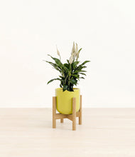Lade das Bild in den Galerie-Viewer, Key Lime Yellow stand:bamboo