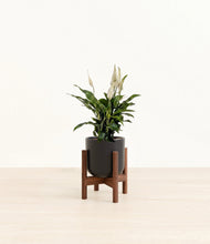 Lade das Bild in den Galerie-Viewer, Stone Black stand:walnut
