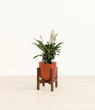 Lade das Bild in den Galerie-Viewer, Glossy Red stand:walnut