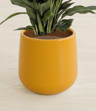 Lade das Bild in den Galerie-Viewer, Mustard stand:all
